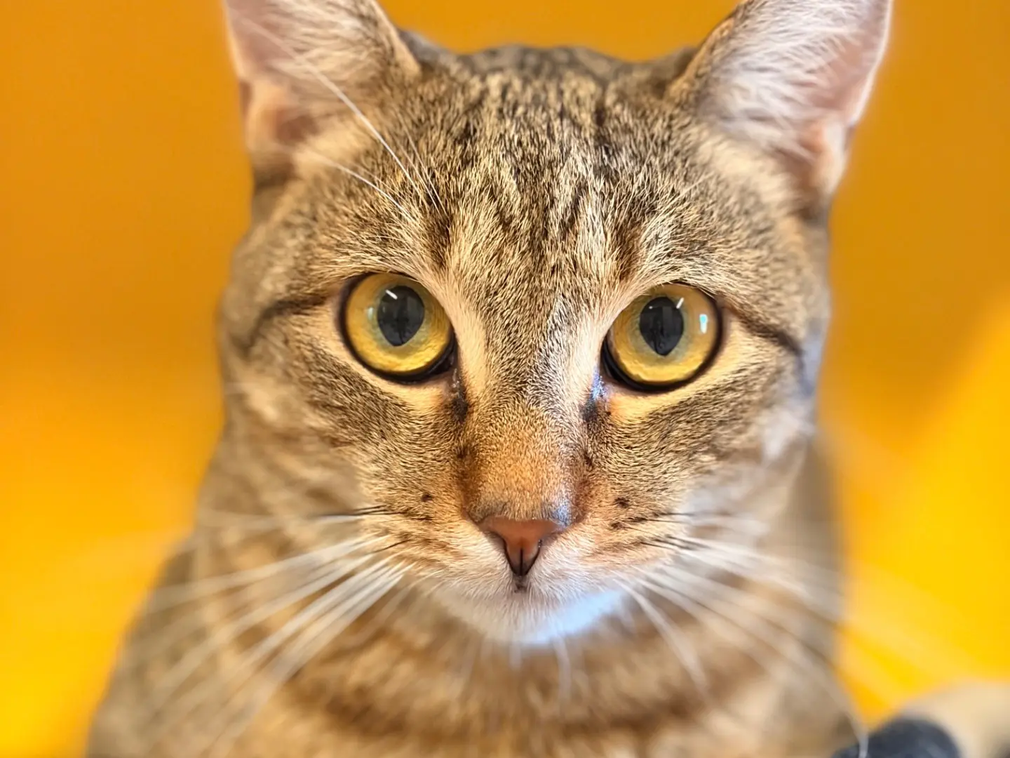 Adotta un gatto, maschio, 1 anno e 9 mesi, Asti