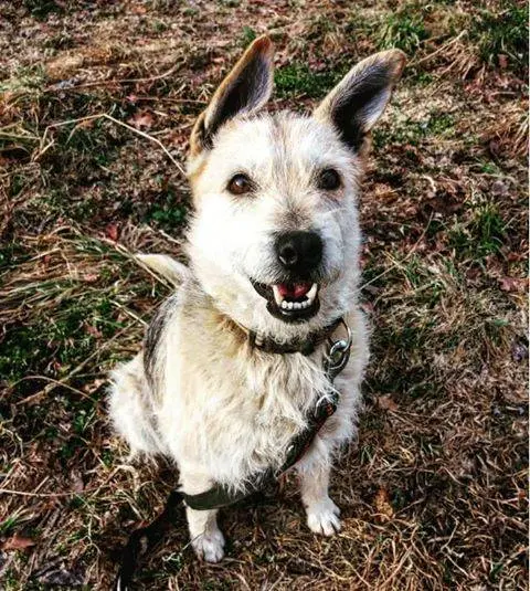 Adotta un cane, femmina, 14 anni, Como