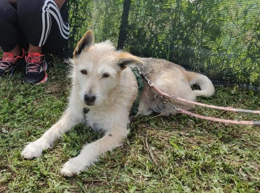 Adozione cane, femmina, meticcio, 14 anni, taglia media contenuta, Como
