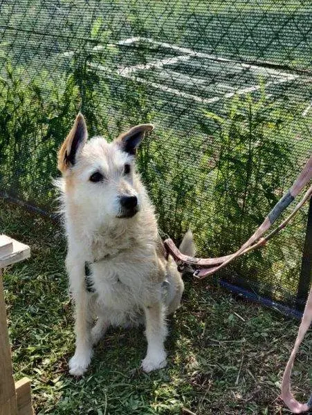 Vuoi adottare un cane a Como?