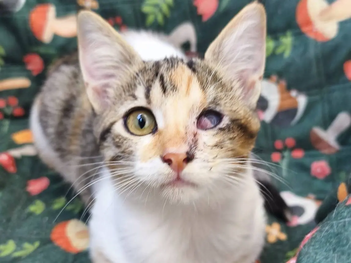Adozione gatto, femmina, Razza sconosciuta Razza sconosciuta, 3 mesi, taglia non valida, Milano