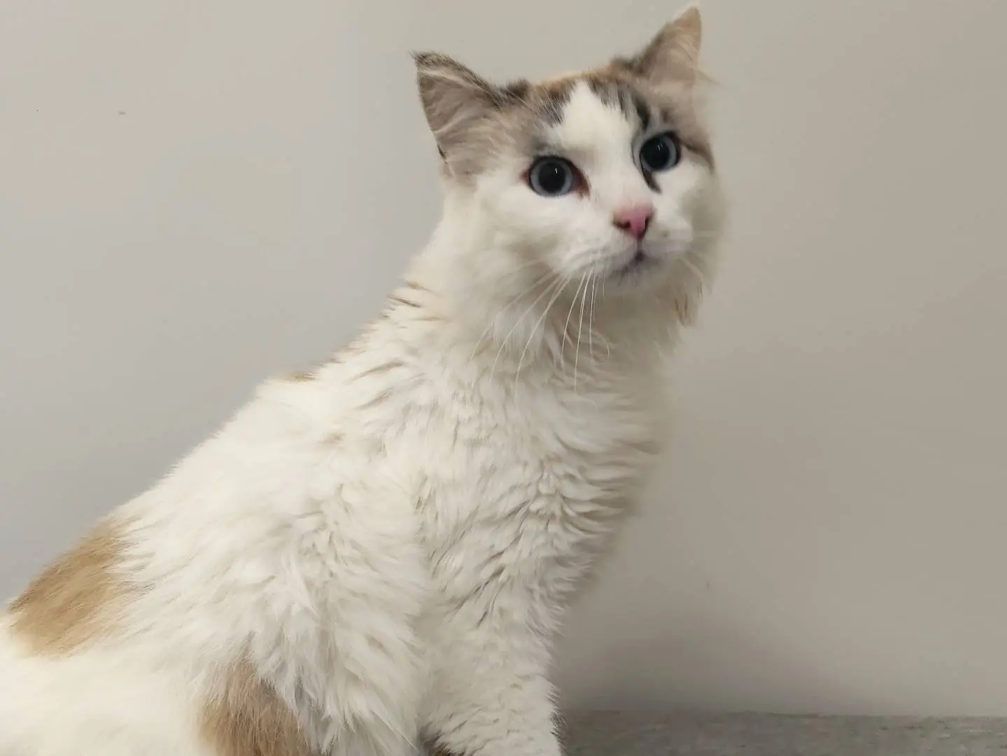 Adotta un gatto, taglia non valida, maschio, Messina