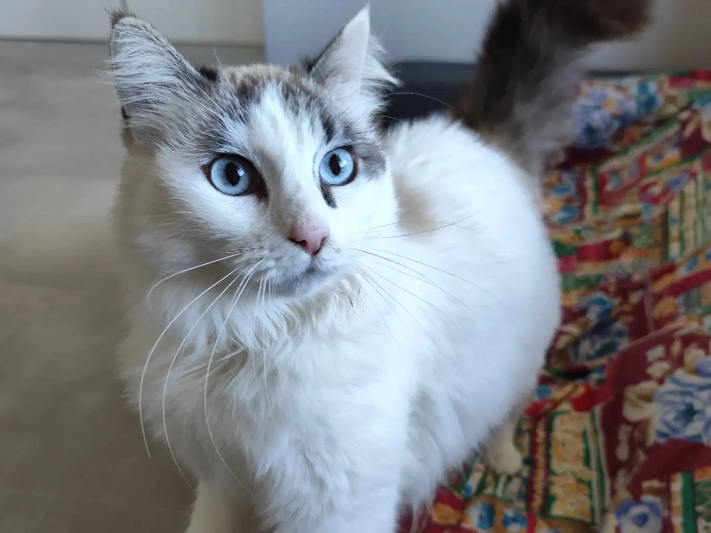 Adozione gatto, maschio, Razza sconosciuta Razza sconosciuta, 3 anni e 2 mesi, taglia non valida, Messina