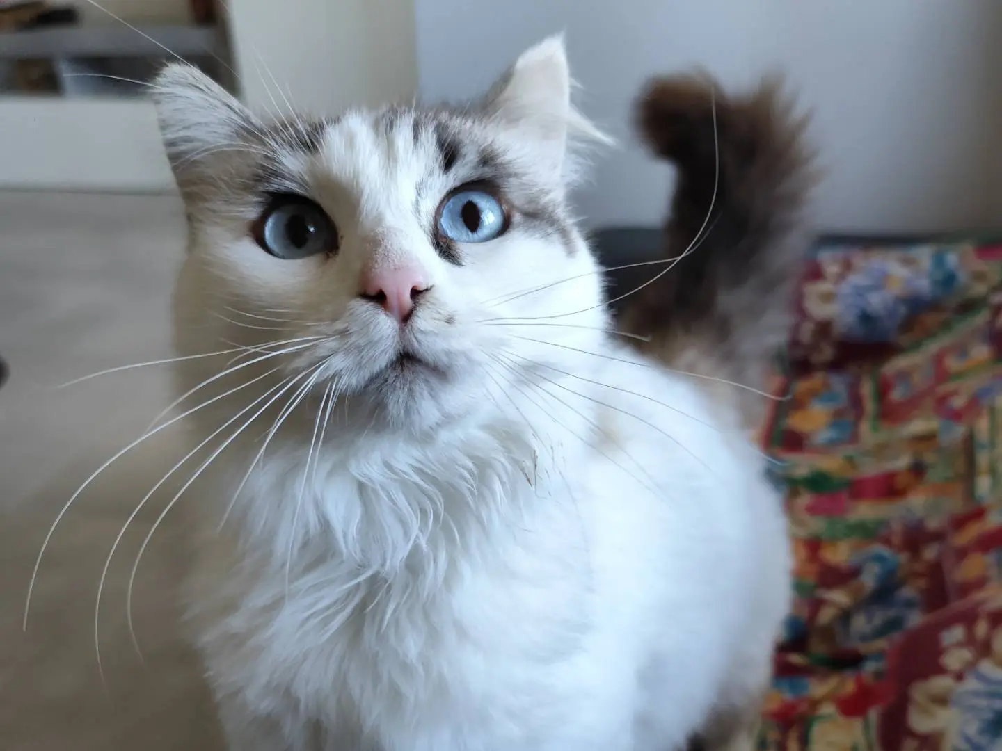 Adotta un gatto, maschio, 3 anni e 2 mesi, Messina