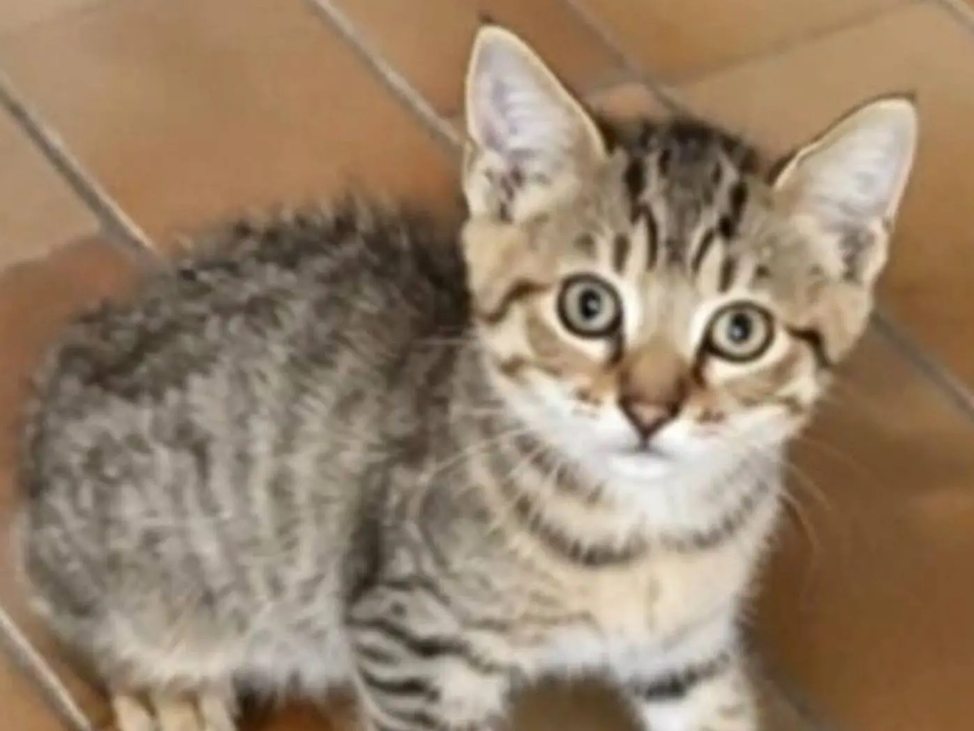 Adozione gatto, maschio, Razza sconosciuta Razza sconosciuta, 6 mesi, taglia non valida, Campobasso