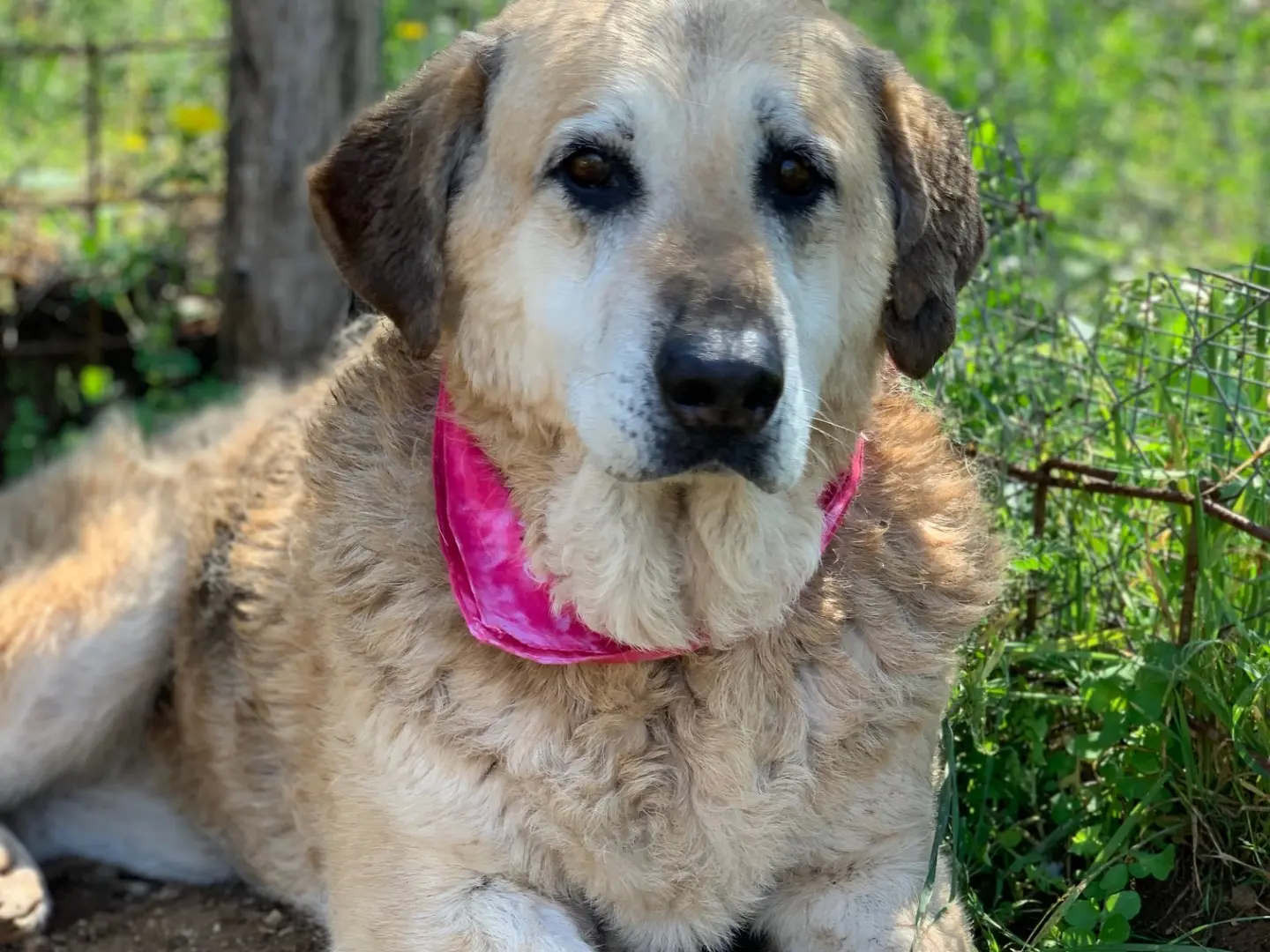 Adotta un cane, femmina, 10 anni e 2 mesi, Latina