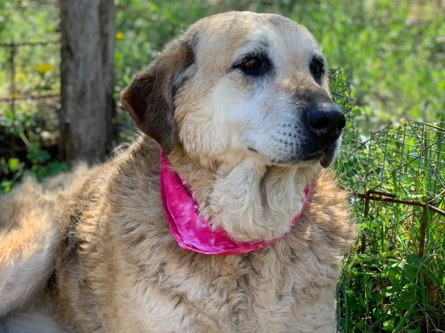 Adotta un cane, taglia grande, femmina, Latina
