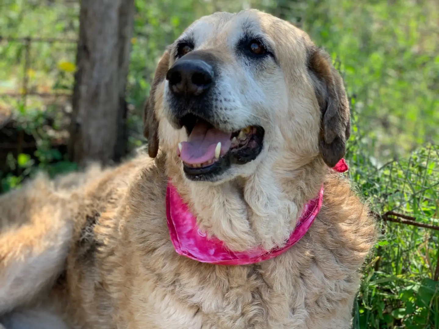 Adozione cane, femmina, Razza sconosciuta Razza sconosciuta, 10 anni e 2 mesi, taglia grande, Latina