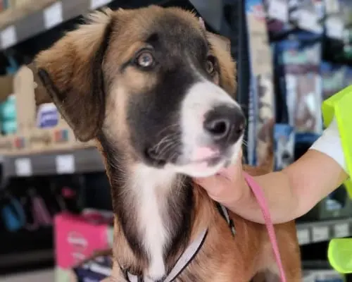 Adotta il cane Milord a Chieti