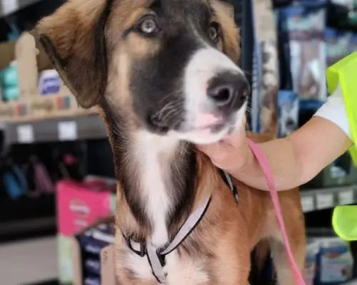 Adotta un cane, taglia media contenuta, maschio, Chieti
