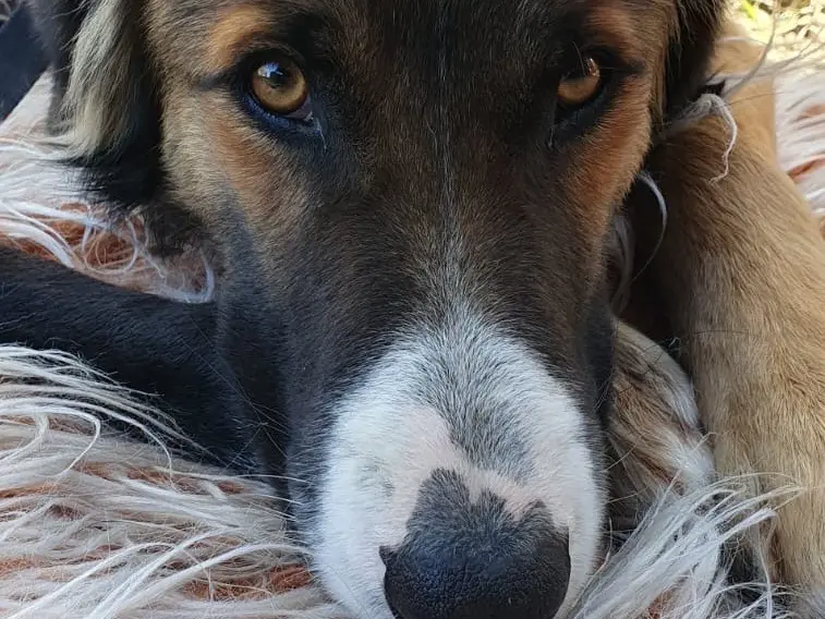 Adozione cane, maschio, meticcio, 4 anni e 7 mesi, taglia media contenuta, Chieti