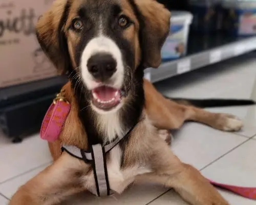 Adotta un cane, maschio, 4 anni e 7 mesi, Chieti