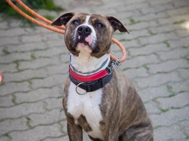 Adotta un cane, maschio, 7 anni e 3 mesi, Genova