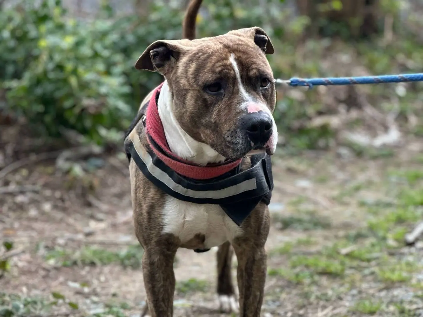 Adozione cane, maschio, Pitbull Razza sconosciuta, 7 anni e 3 mesi, taglia media, Genova