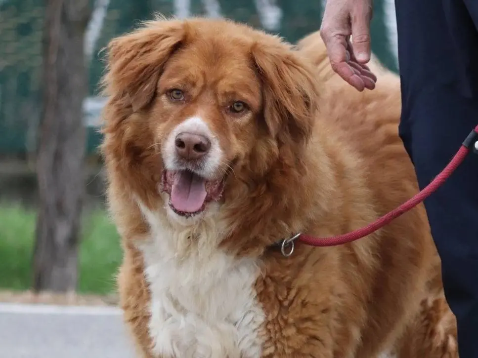 Adozione cane, maschio, meticcio, 11 anni, taglia gigante, Milano