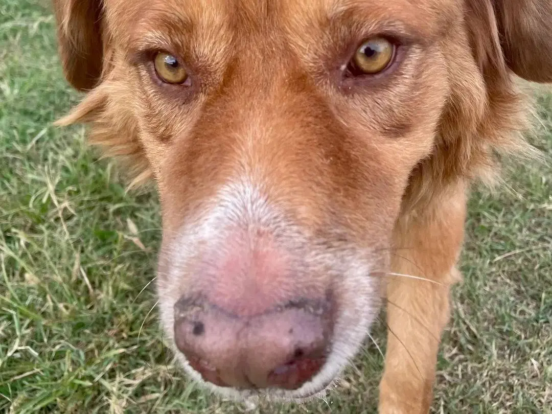 Adotta un cane, taglia gigante, maschio, Milano