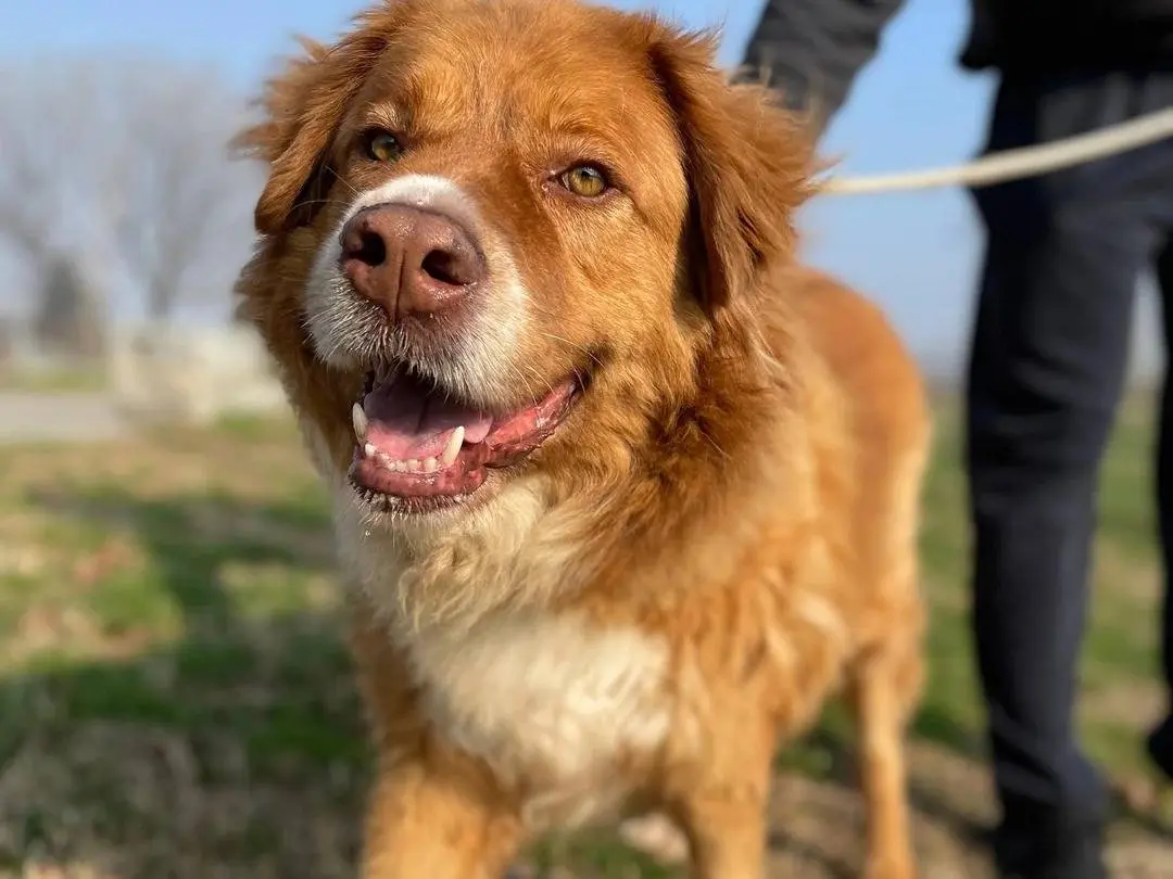 Adotta un cane, maschio, 11 anni, Milano