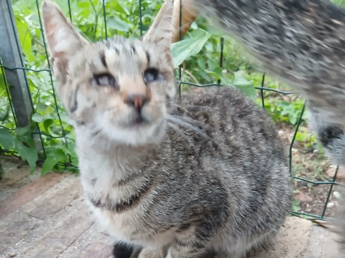 Adotta un gatto, taglia non valida, femmina, Macerata