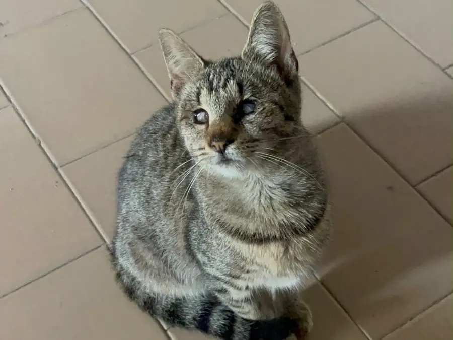 Adotta un gatto, femmina, 1 anno e 9 mesi, Macerata