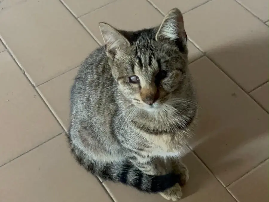 Adozione gatto, femmina, Razza sconosciuta Razza sconosciuta, 1 anno e 9 mesi, taglia non valida, Macerata