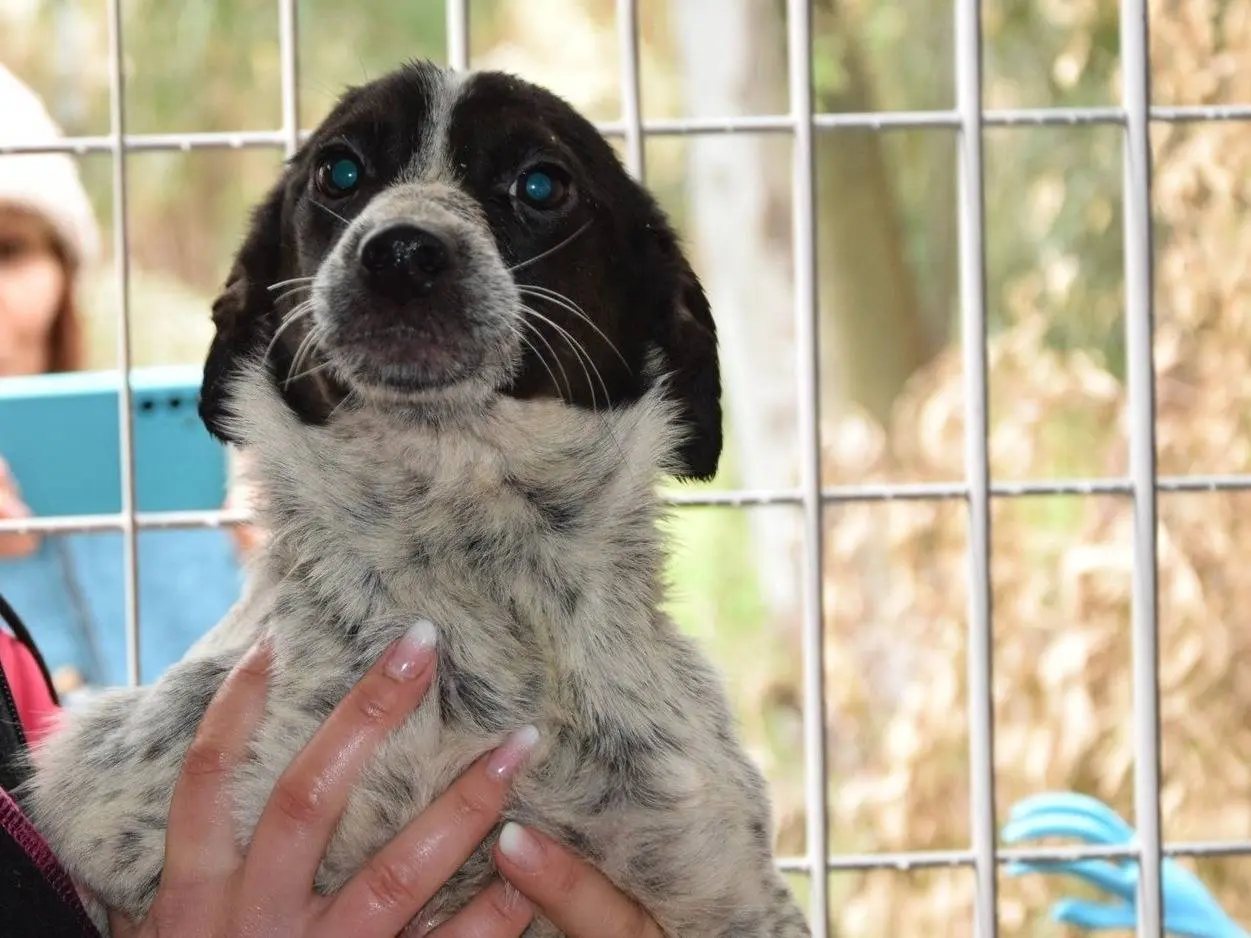 Adozione cane, femmina, Razza sconosciuta Razza sconosciuta, 2 anni e 7 mesi, taglia piccola, Chieti