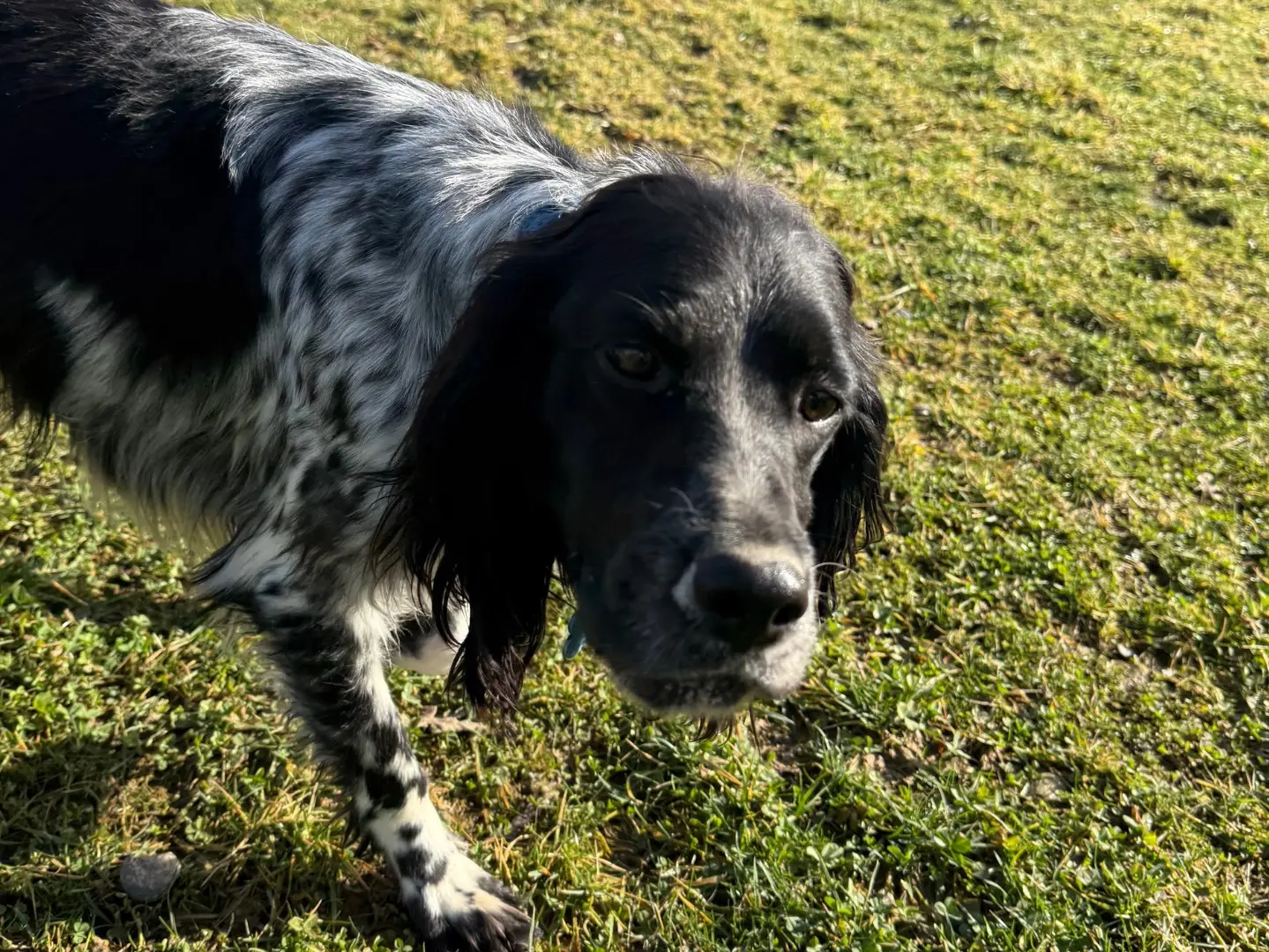 Vuoi adottare un cane a Milano?