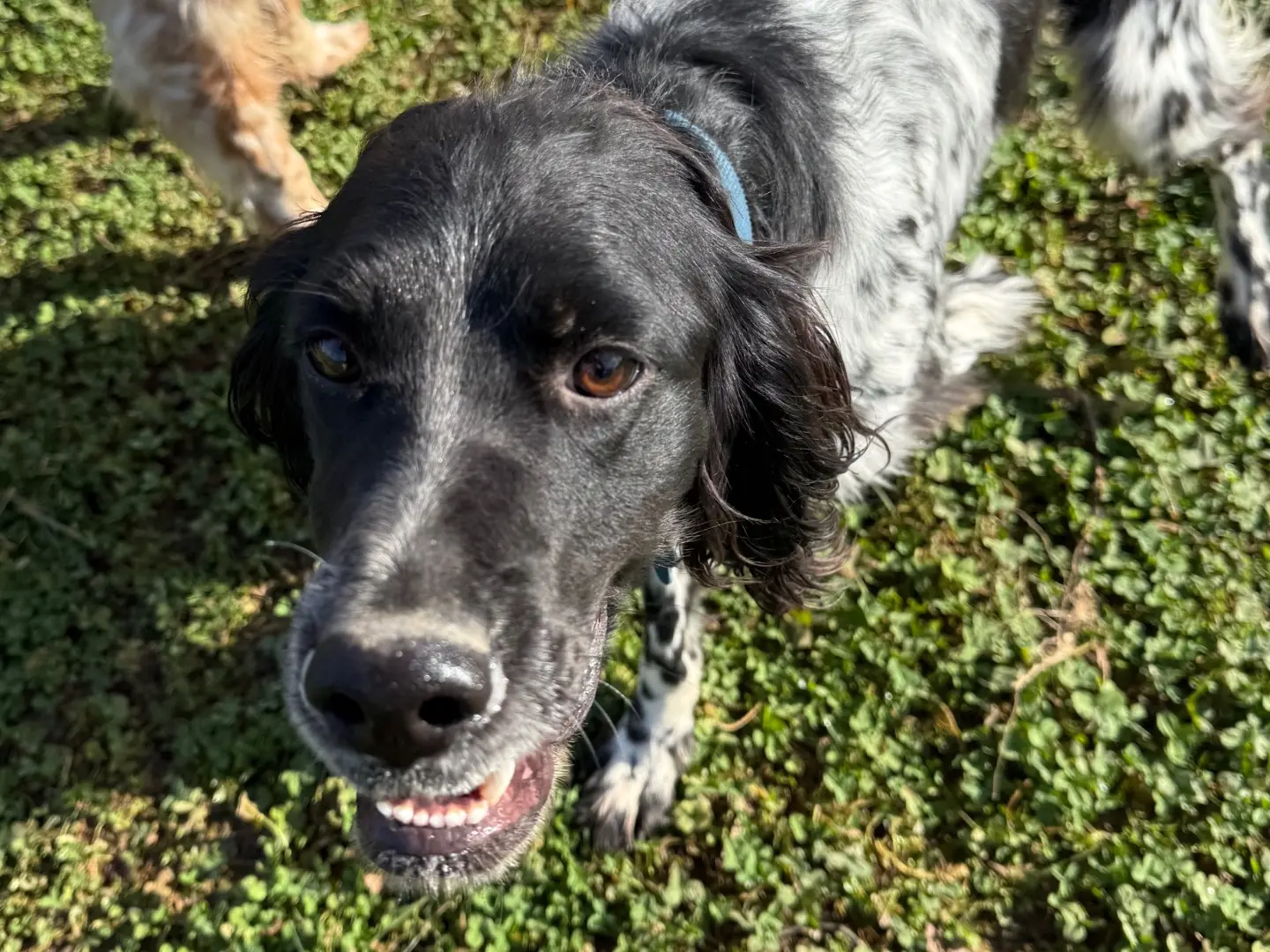 Adotta un cane, taglia media contenuta, maschio, Milano