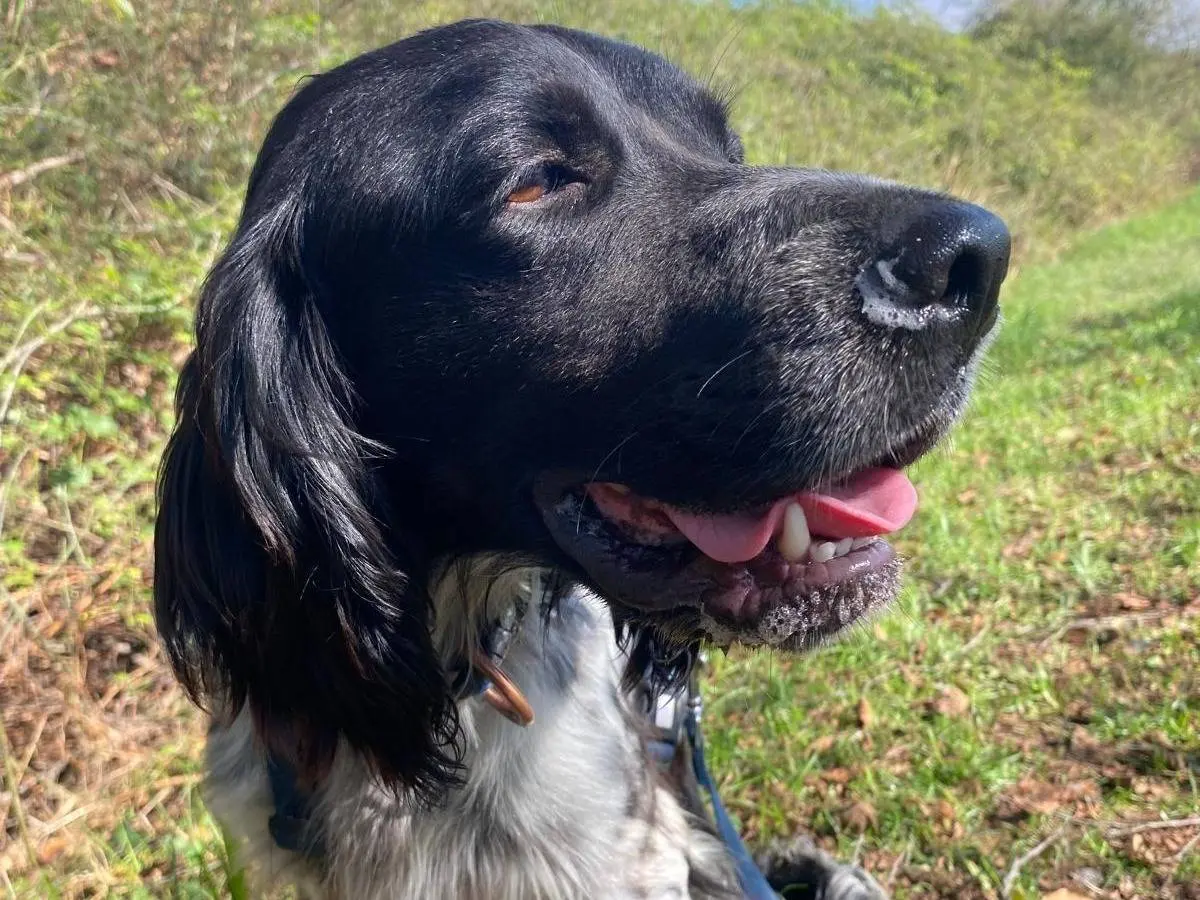 Adozione cane, maschio, Setter Inglese Razza sconosciuta, 5 anni e 7 mesi, taglia media contenuta, Milano