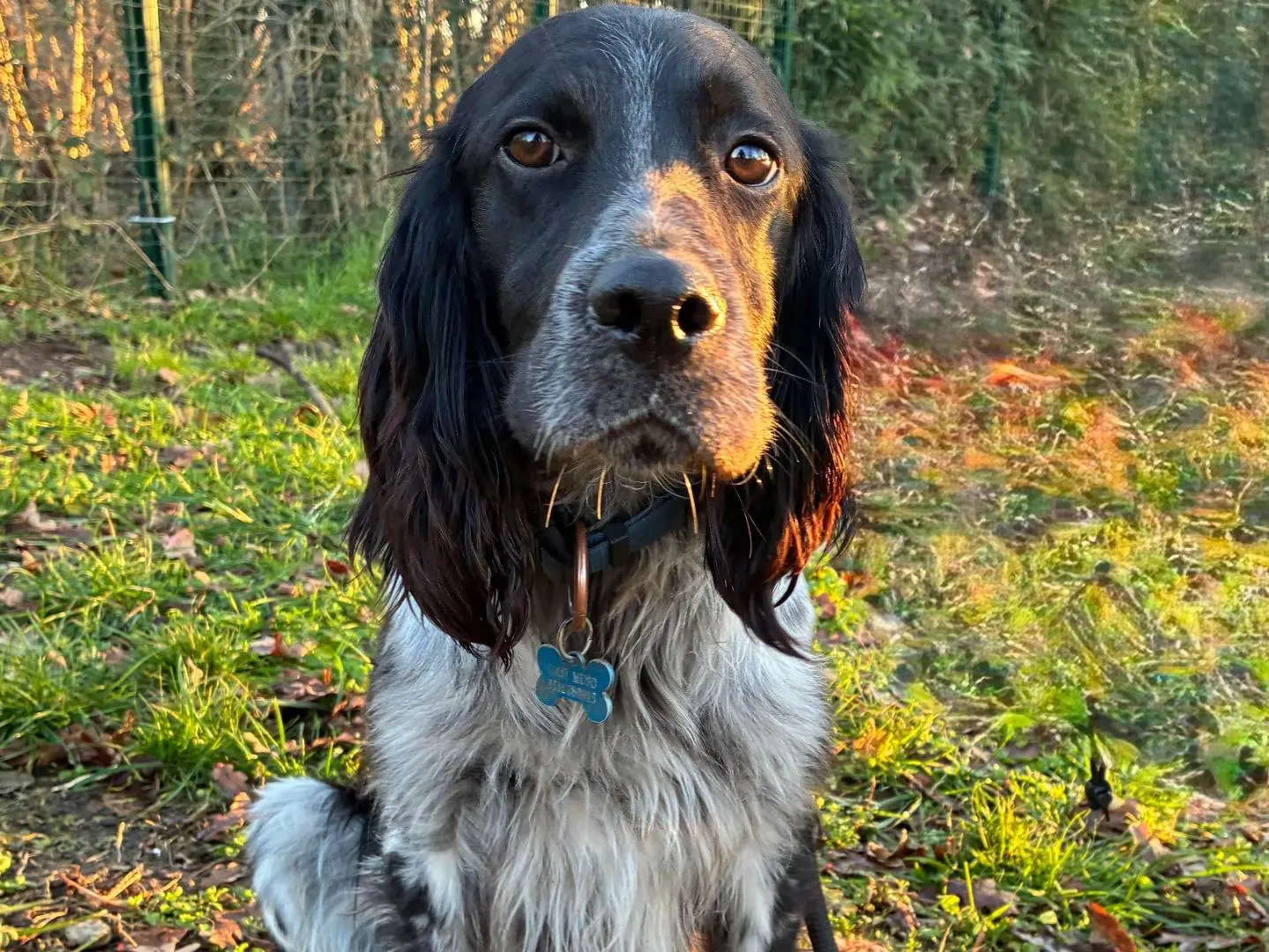 Adotta un cane, maschio, 5 anni e 7 mesi, Milano