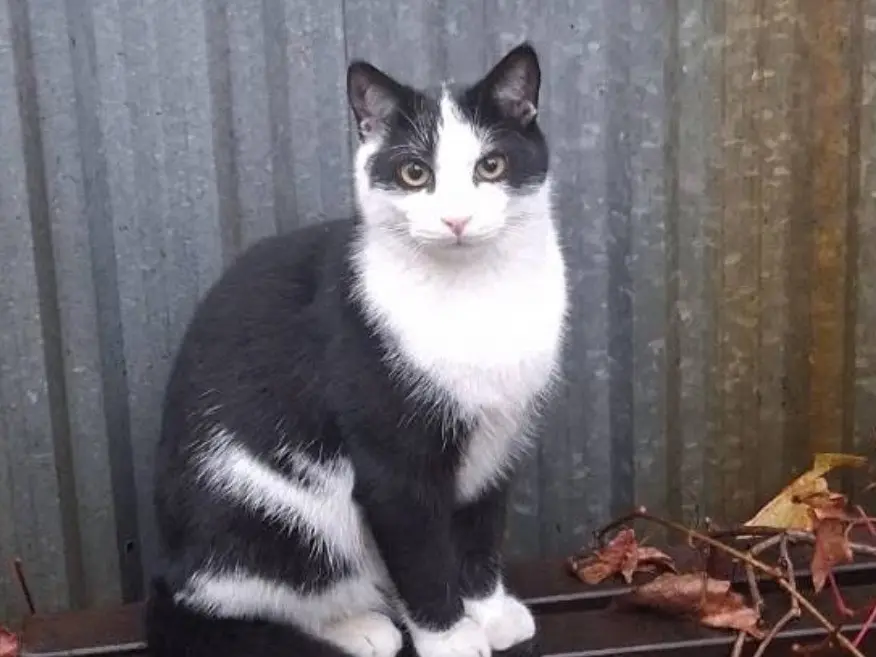 Adozione gatto, maschio, Razza sconosciuta Razza sconosciuta, 1 anno e 8 mesi, taglia non valida, Torino