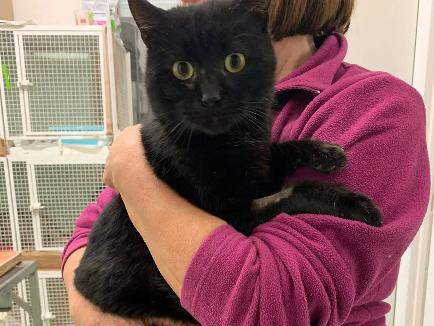 Adozione gatto, maschio, Razza sconosciuta Razza sconosciuta, 3 anni e 5 mesi, taglia non valida, Chieti