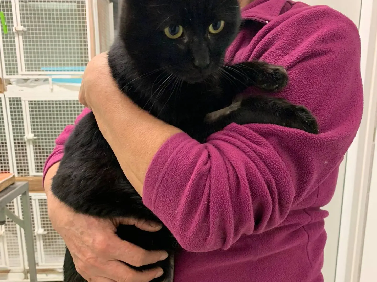 Adotta un gatto, maschio, 3 anni e 5 mesi, Chieti