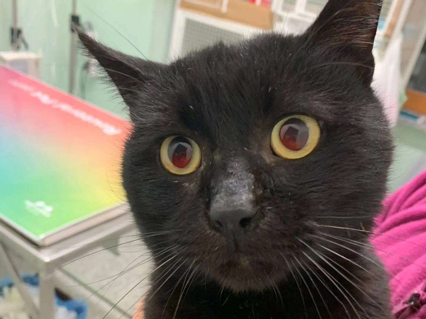 Adotta un gatto, taglia non valida, maschio, Chieti