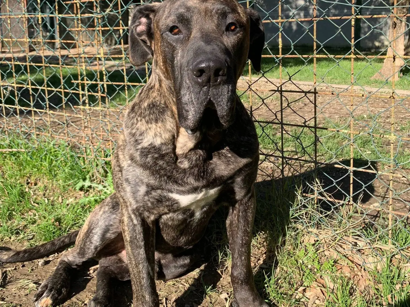 Adotta un cane, taglia gigante, maschio, Pisa