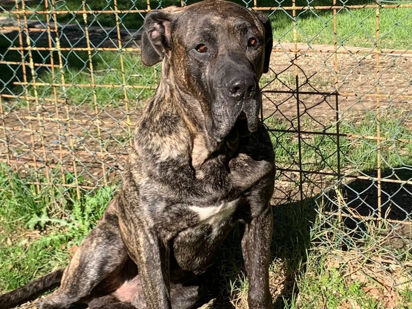 Adozione cane, maschio, Corso Razza sconosciuta, 5 anni e 11 mesi, taglia gigante, Pisa