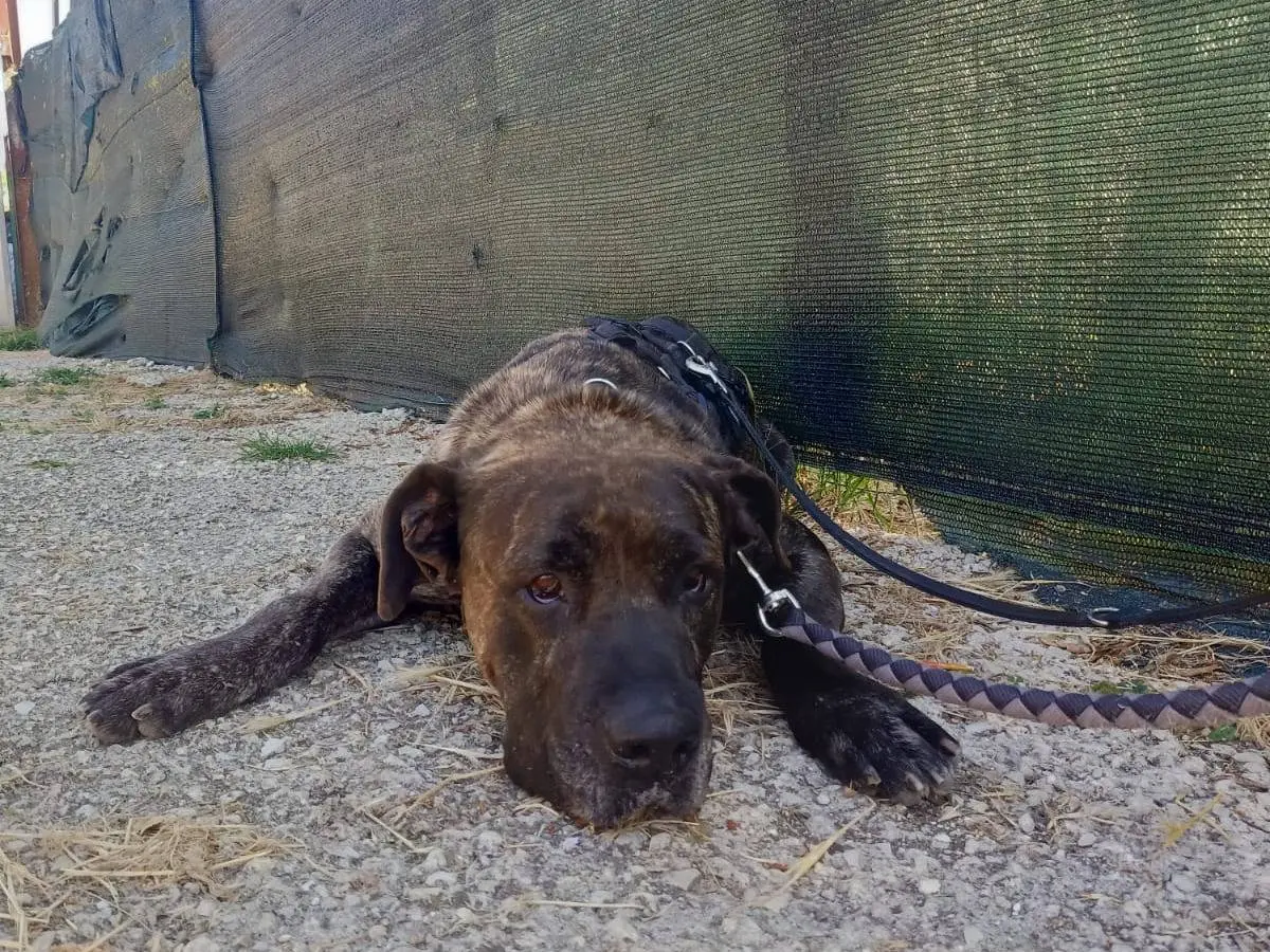 Adotta un cane, maschio, 5 anni e 11 mesi, Pisa