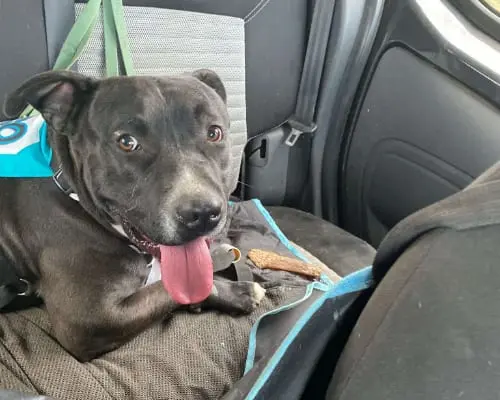 Adotta un cane, taglia grande, maschio, Milano