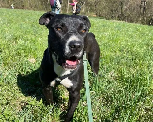 Adozione cane, maschio, American Staffordshire Terrier, 6 anni, taglia grande, Milano