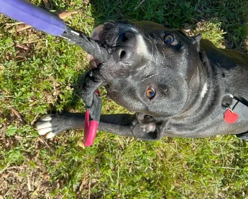 Adotta un cane, maschio, 6 anni, Milano