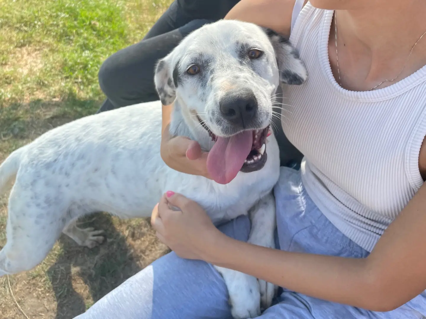Adotta il cane Gina a Latina