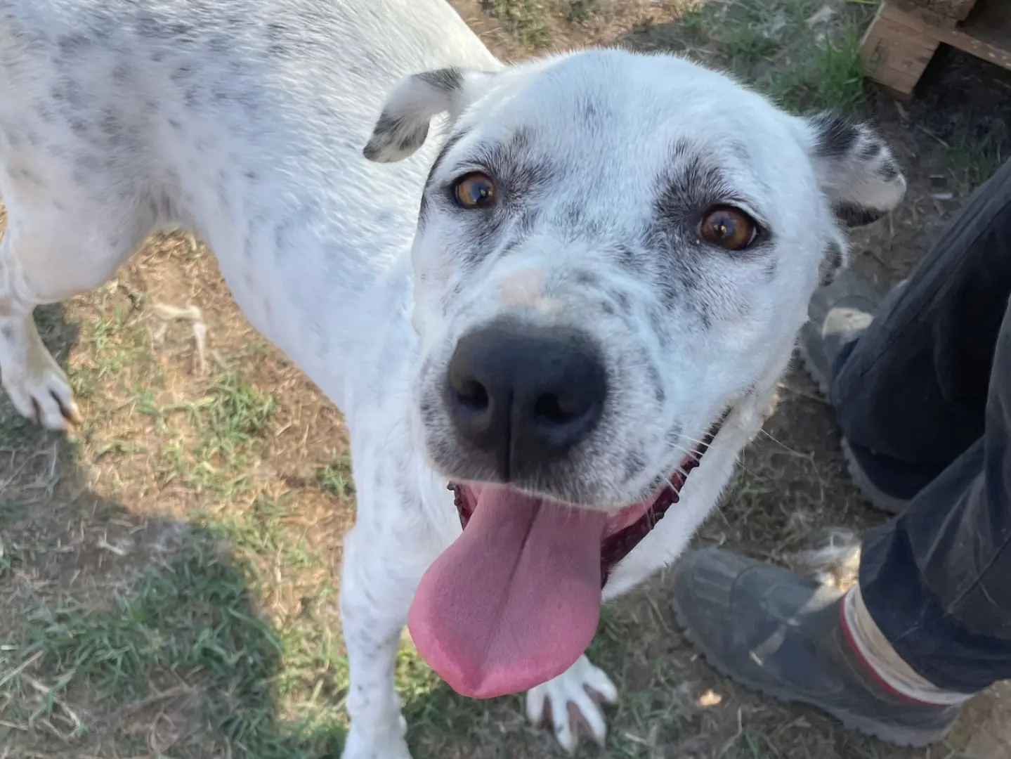 Adozione cane, femmina, Dalmata Razza sconosciuta, 6 anni e 6 mesi, taglia media, Latina
