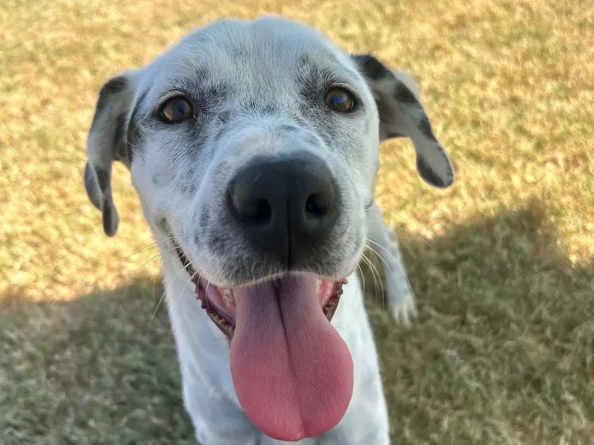 Adotta un cane, femmina, 6 anni e 6 mesi, Latina