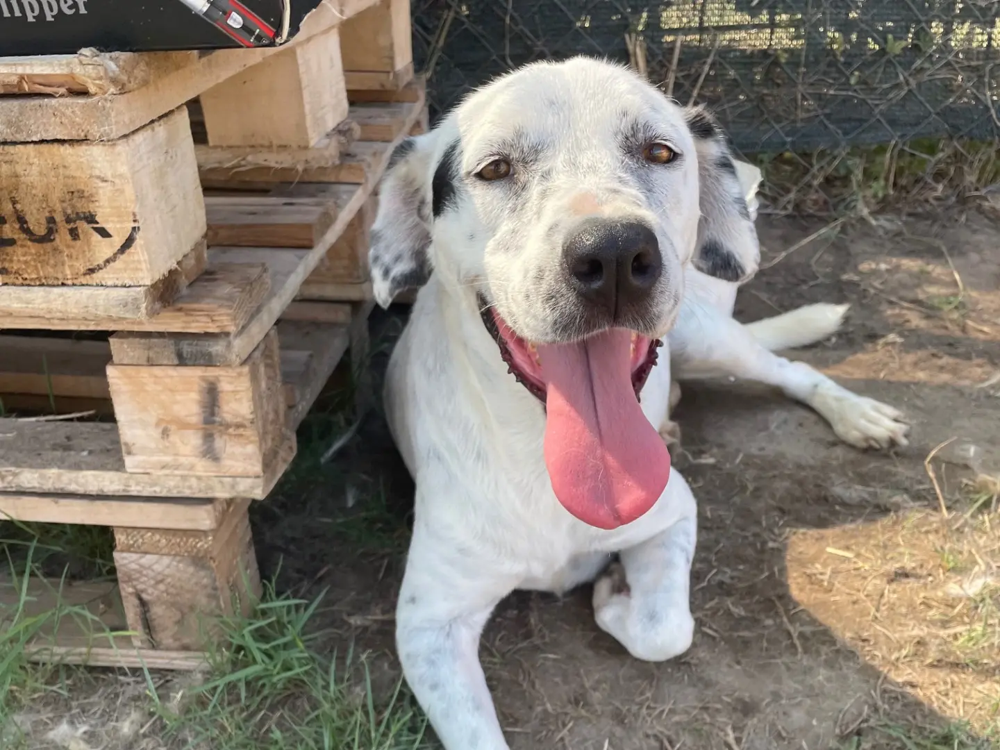 Vuoi adottare un cane a Latina?