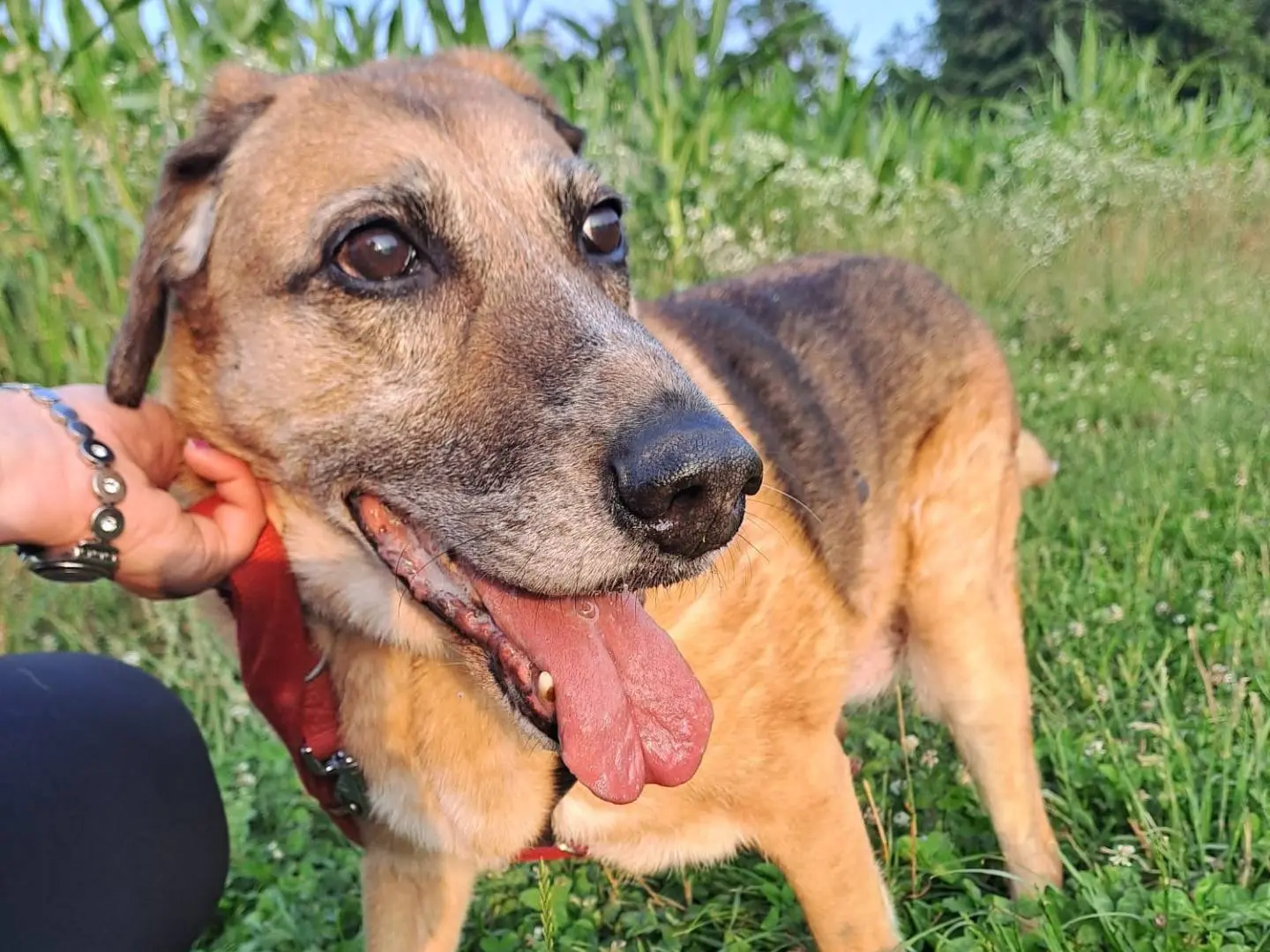 Vuoi adottare un cane a Milano?