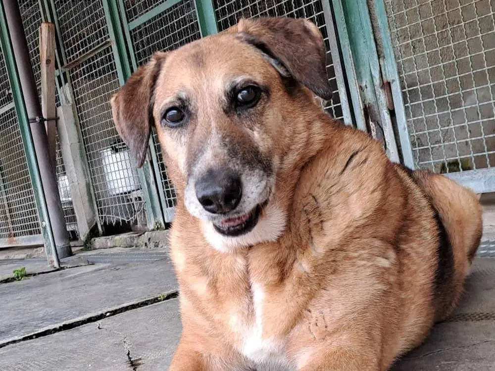 Adotta un cane, femmina, 14 anni e 8 mesi, Milano