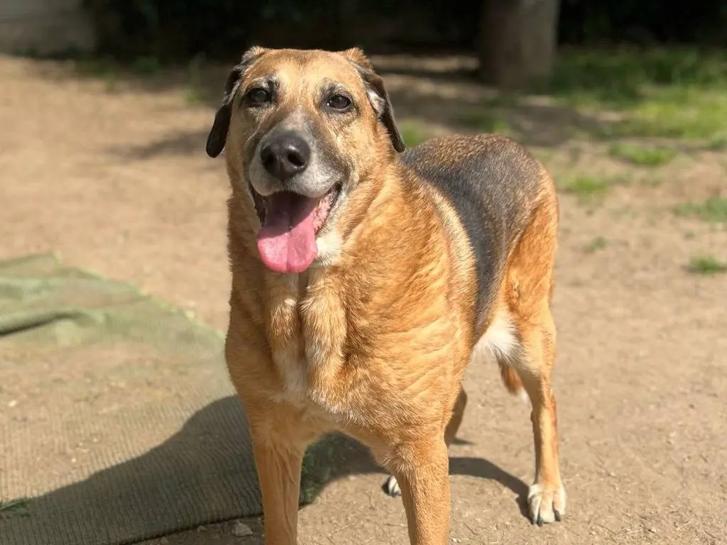 Adozione cane, femmina, Pastore tedesco Razza sconosciuta, 14 anni e 8 mesi, taglia grande, Milano