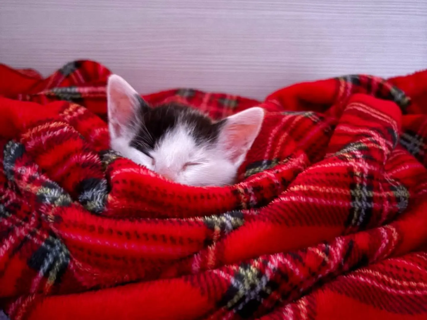 Adotta un gatto, taglia non valida, femmina, Bari