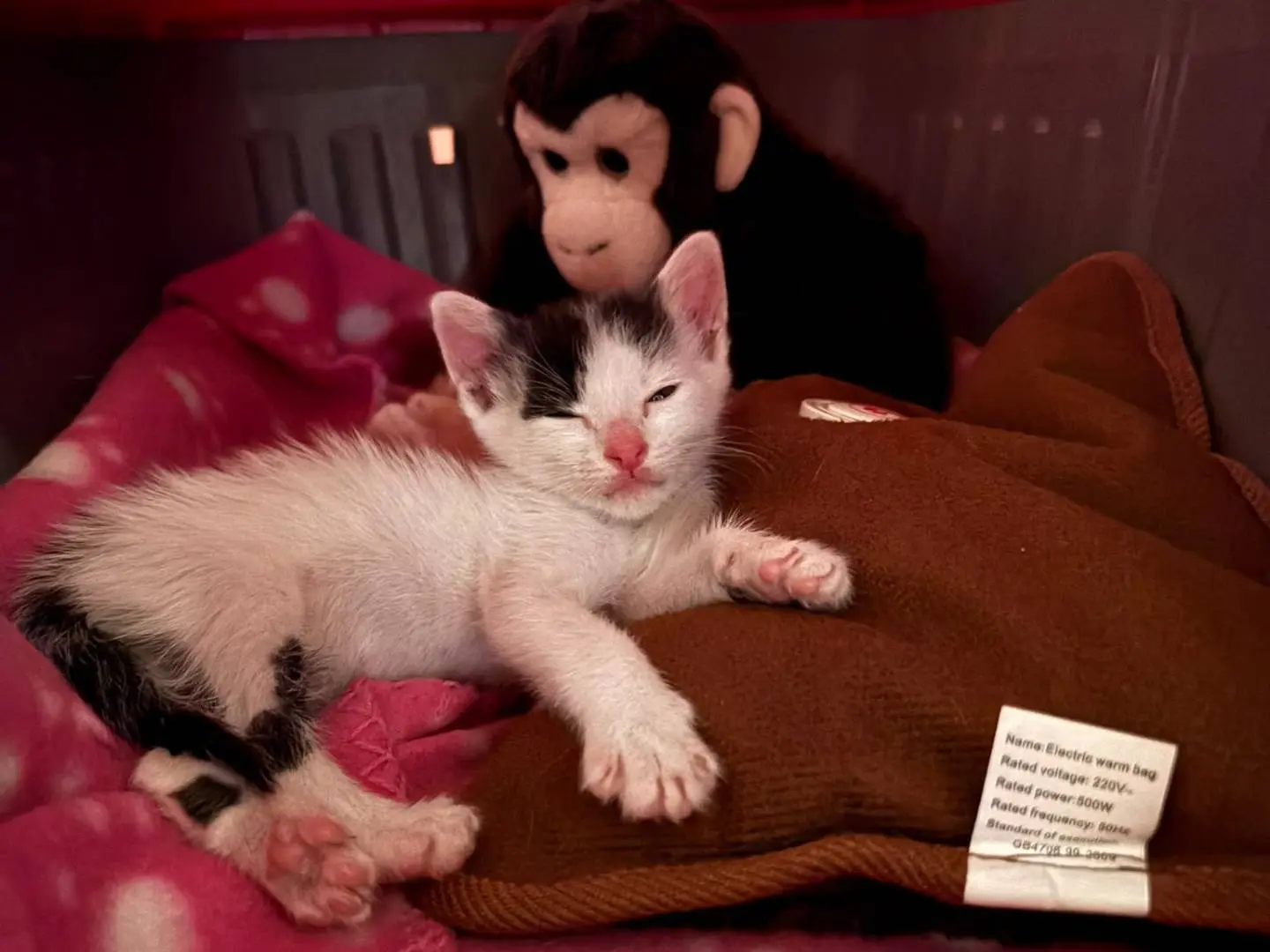 Adozione gatto, femmina, Razza sconosciuta Razza sconosciuta, 2 mesi, taglia non valida, Bari