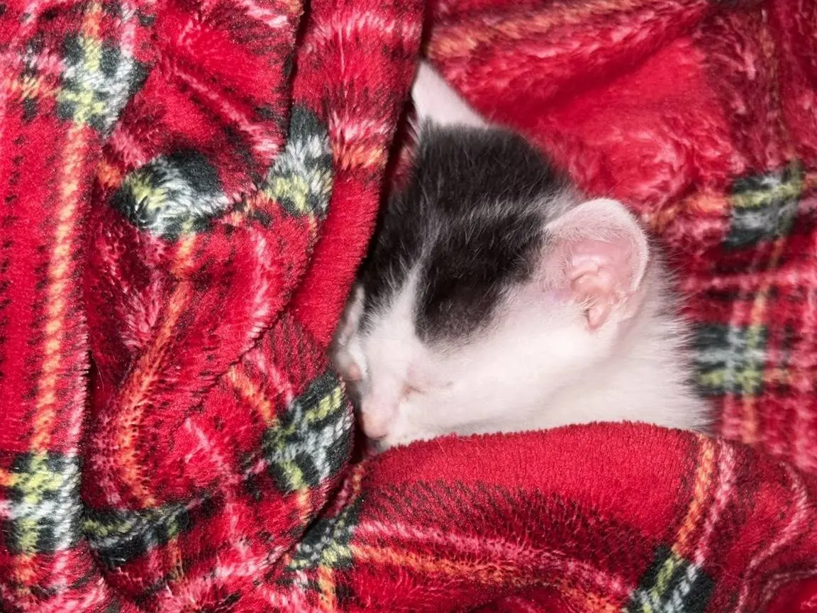 Adotta il gatto Minù a Bari