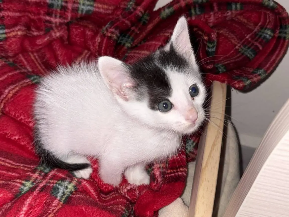 Adotta un gatto, femmina, 2 mesi, Bari